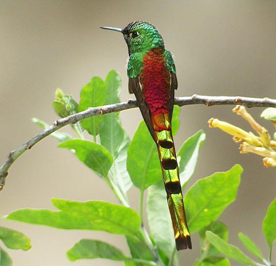 Birding Central Argentina